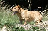 NORWICH TERRIER 002